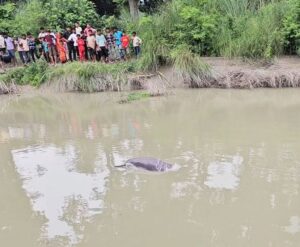 Read more about the article Dolphin seen swimming in Sharda Tributary Canal – Ayodhya News