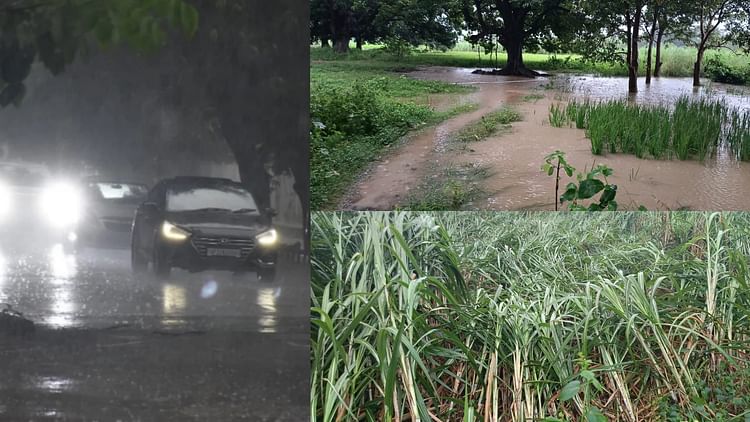 You are currently viewing UP: Due to monsoon taking a U-turn, heavy rains in many districts, life disrupted, standing paddy crop fell.