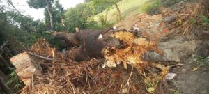 Read more about the article Heavy Rain And Storm Caused The Death Of An Old Man Due To A Tree Falling On Him – Ayodhya News