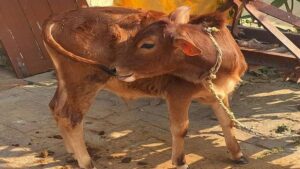 Read more about the article Milk Is Continuously Falling From Tail Of Calf In Ayodhya Becoming Matter Of Curiosity – Amar Ujala Hindi News Live