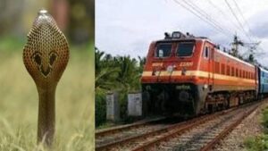 Read more about the article Ayodhya News: Innocent death due to snake bite … So the young man broke down from the train, he screamed in the houses